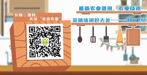 榆黄蘑立体种植,藜麦紫苏