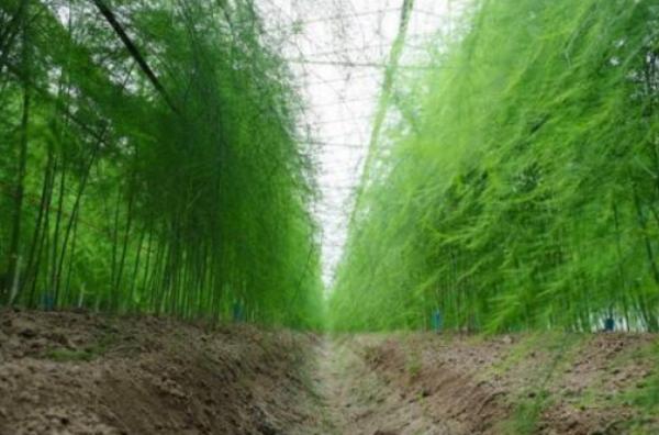 大众蔬菜,最暴利的4种蔬菜