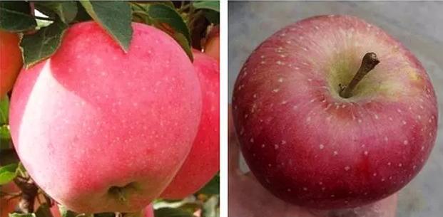 苹果甜不甜记住这几点就行,判断苹果甜不甜的方法