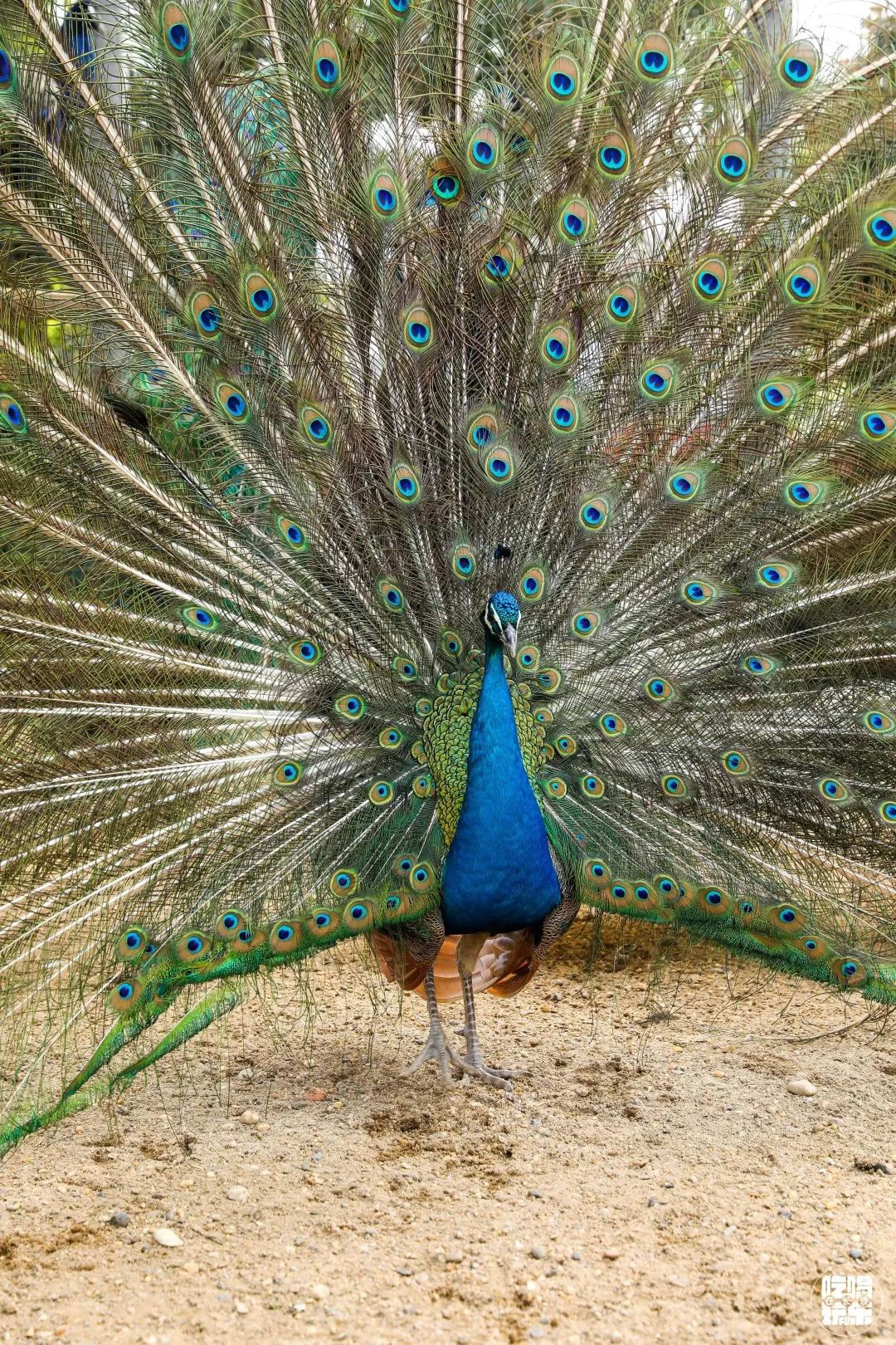 柏乐园附近美食,柏乐园有没有美食