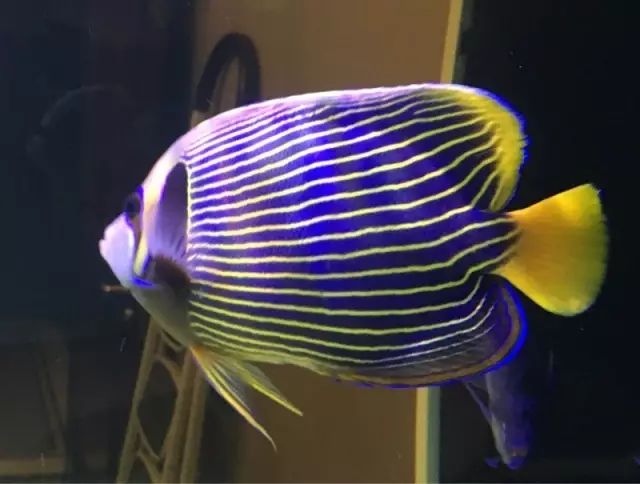 fot多大缸,fot高缸