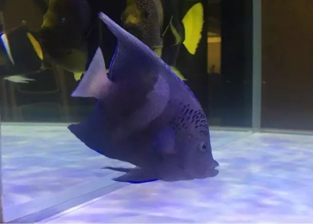 fot多大缸,fot高缸