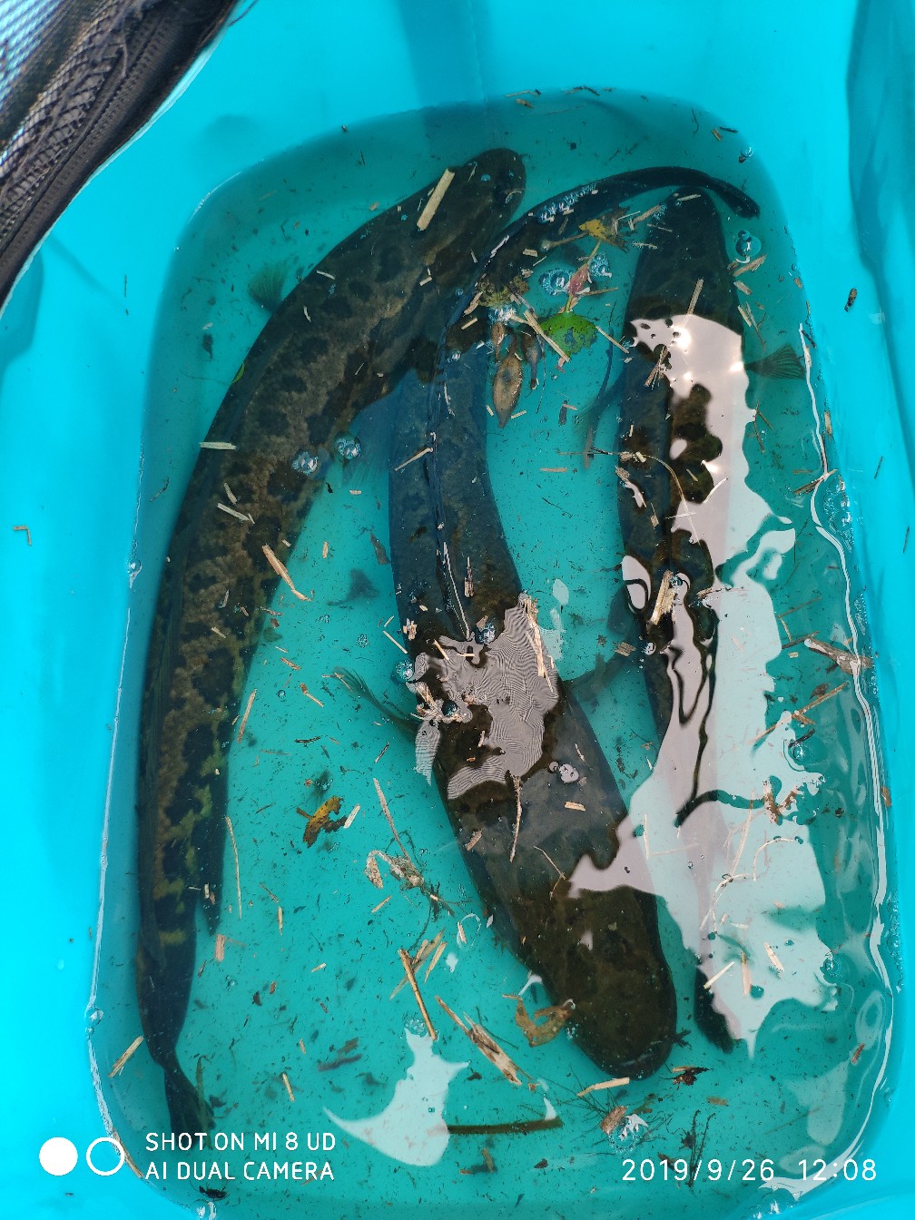 打黑中鱼率,打黑用什么饵中鱼率高