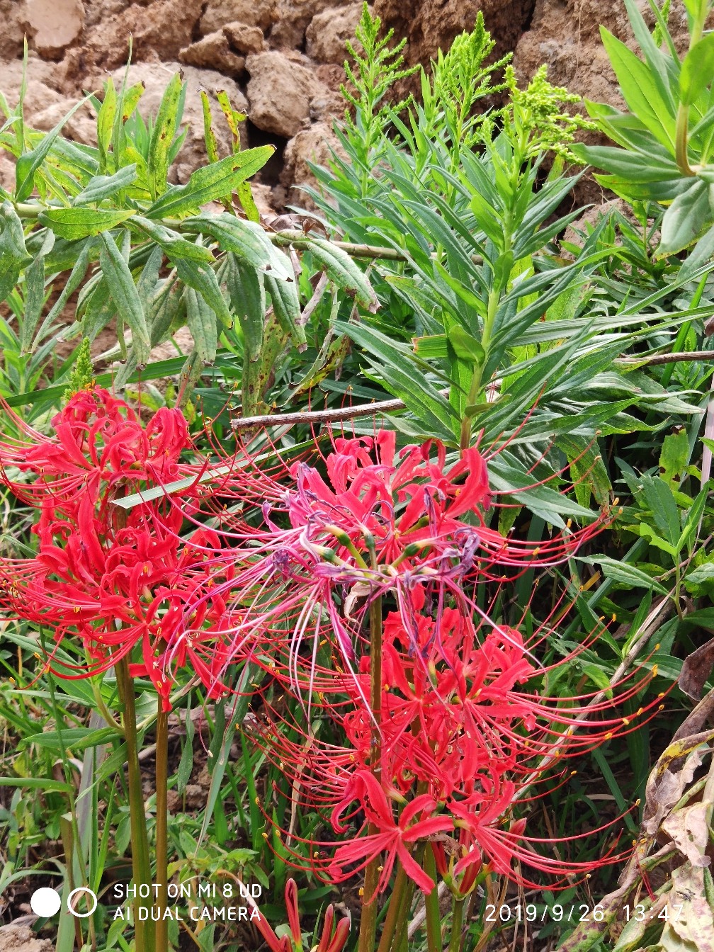 打黑中鱼率,打黑用什么饵中鱼率高