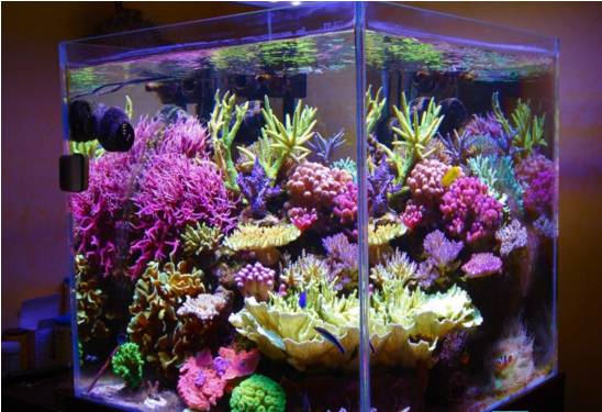 玩海缸需要哪些设备,玩海缸很难吗