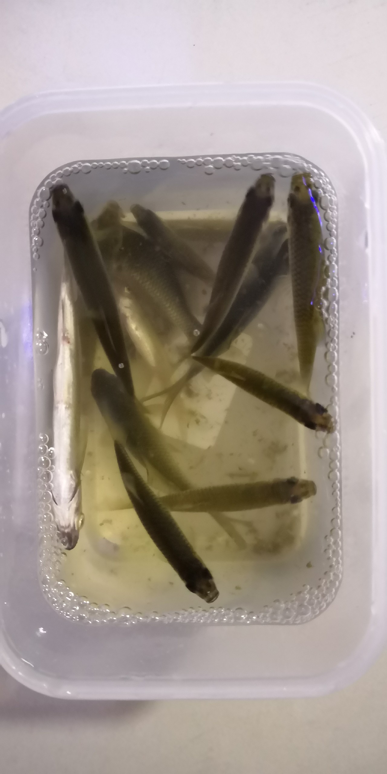 入坑第一天钓鱼,入坑一年所钓的鱼种