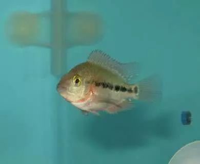 红马的终极指南,红马的最佳打法