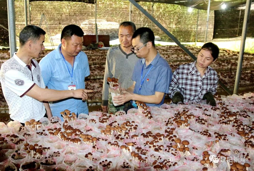 【壮丽七十年·奋斗新时代】莒口：生态环境“高颜值”,绿色发展“高质量”