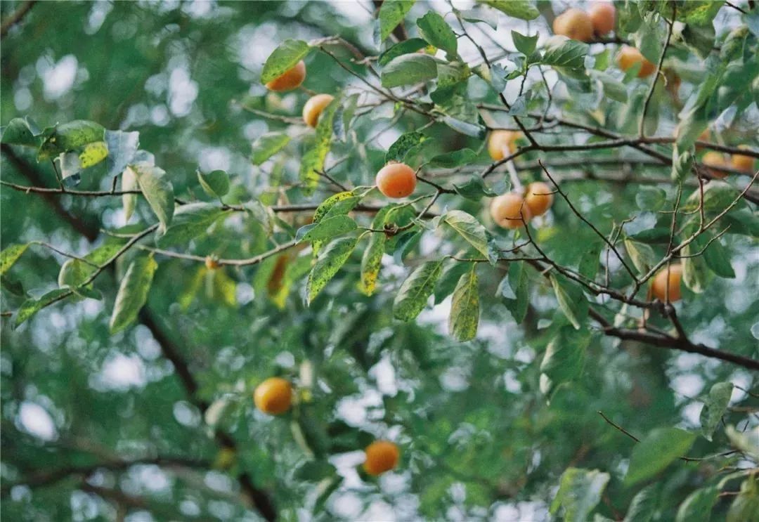 不输京都的乘船入户体验，15000m²水边村落刷新江浙沪度假体验，错峰直降千元