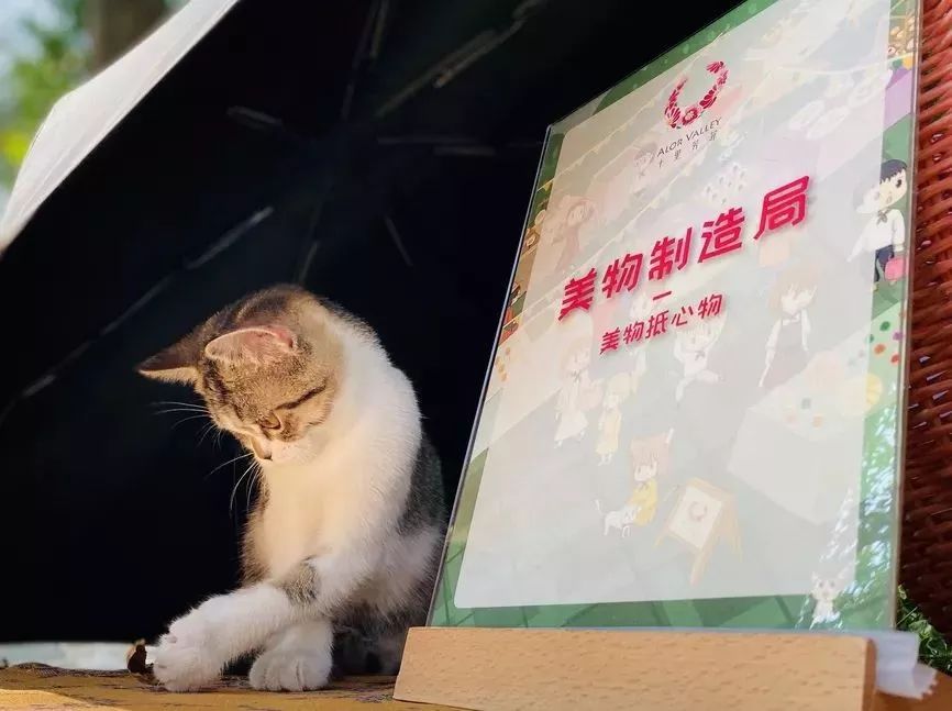 不输京都的乘船入户体验，15000m²水边村落刷新浙江度假体验，错峰直降千元！【浙里好玩】