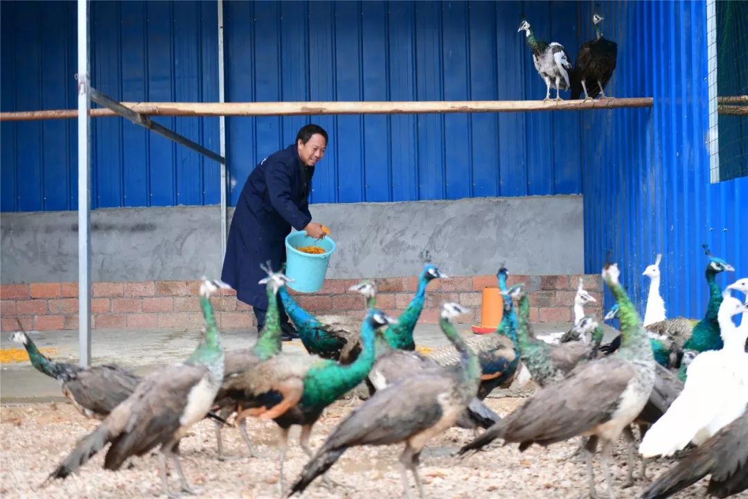 浏阳附近孔雀养殖,浏阳孔雀