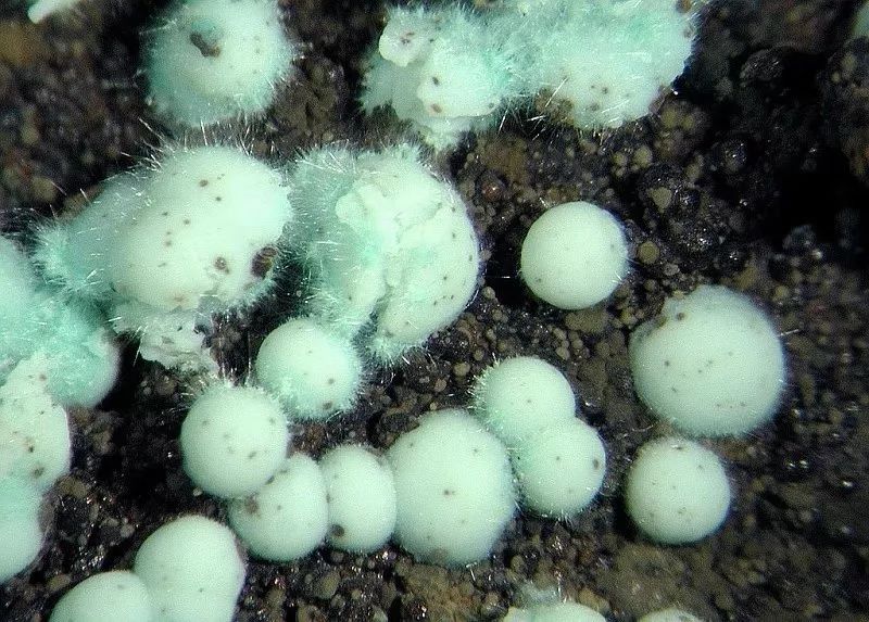 谁还不是个小可爱呢下一句,谁还不是小可爱