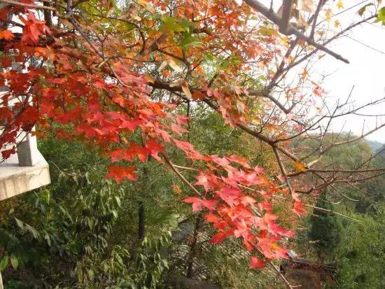 天津赏红叶的公园,天津赏红叶好去处