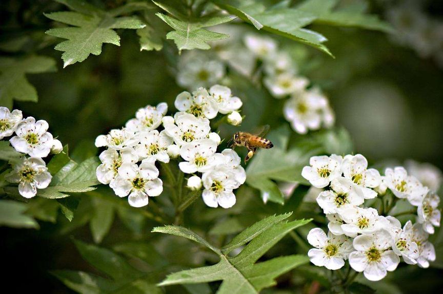 科普水果蔬菜知识,科普水果桃子