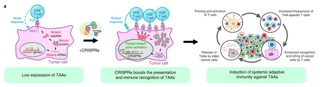Nature子刊：CRISPR联手病毒基因！开启全新免疫基因疗法捕获“逃逸”癌细胞