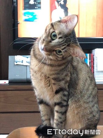 虎斑猫斜眼看主人,虎斑猫翻跟头