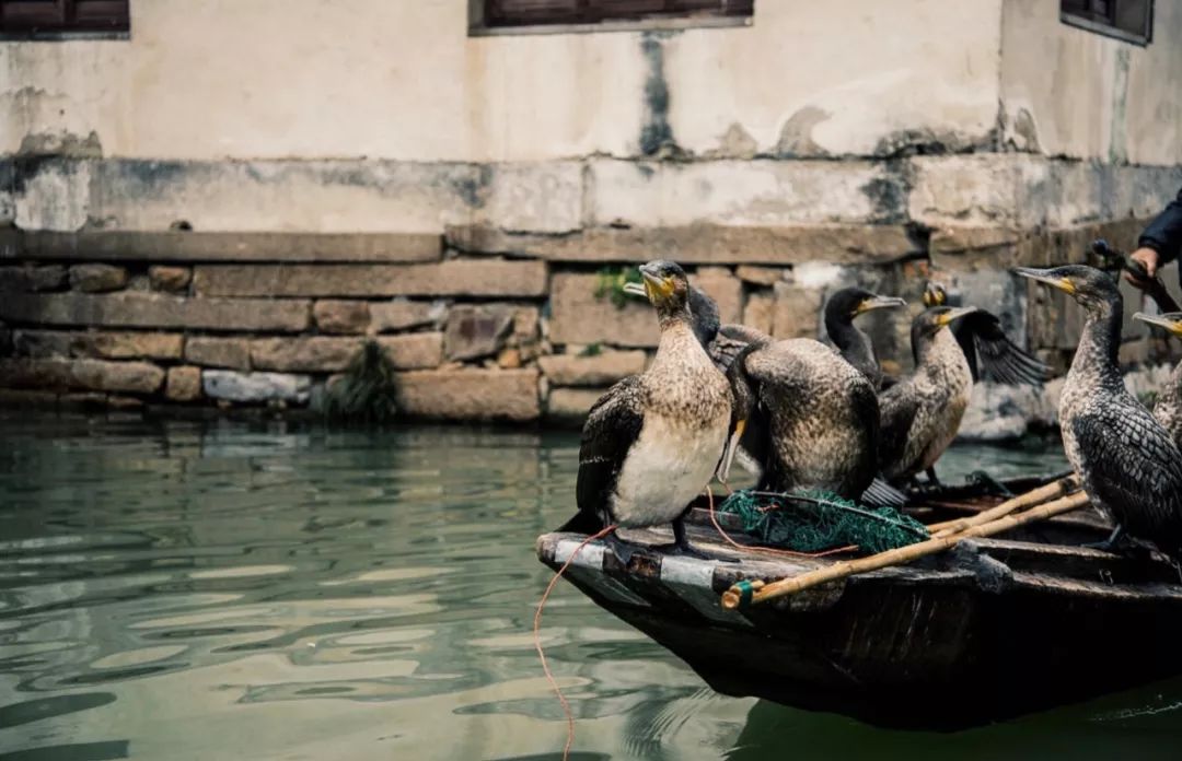 苏州吃蟹路线,苏州吃太湖蟹攻略