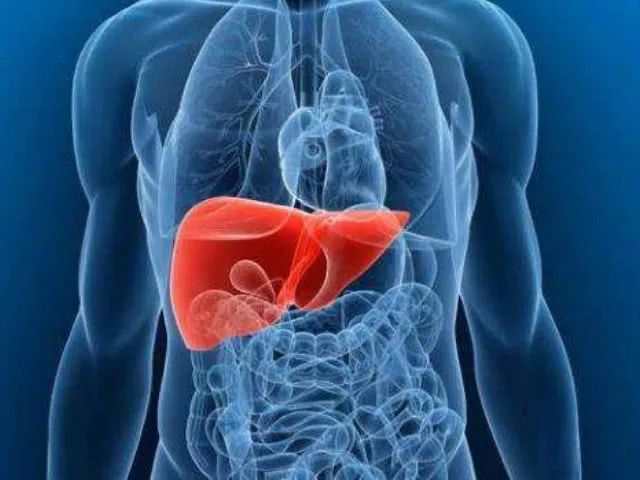 双语｜别小看肝脏，有时候它比你的大脑更了解你