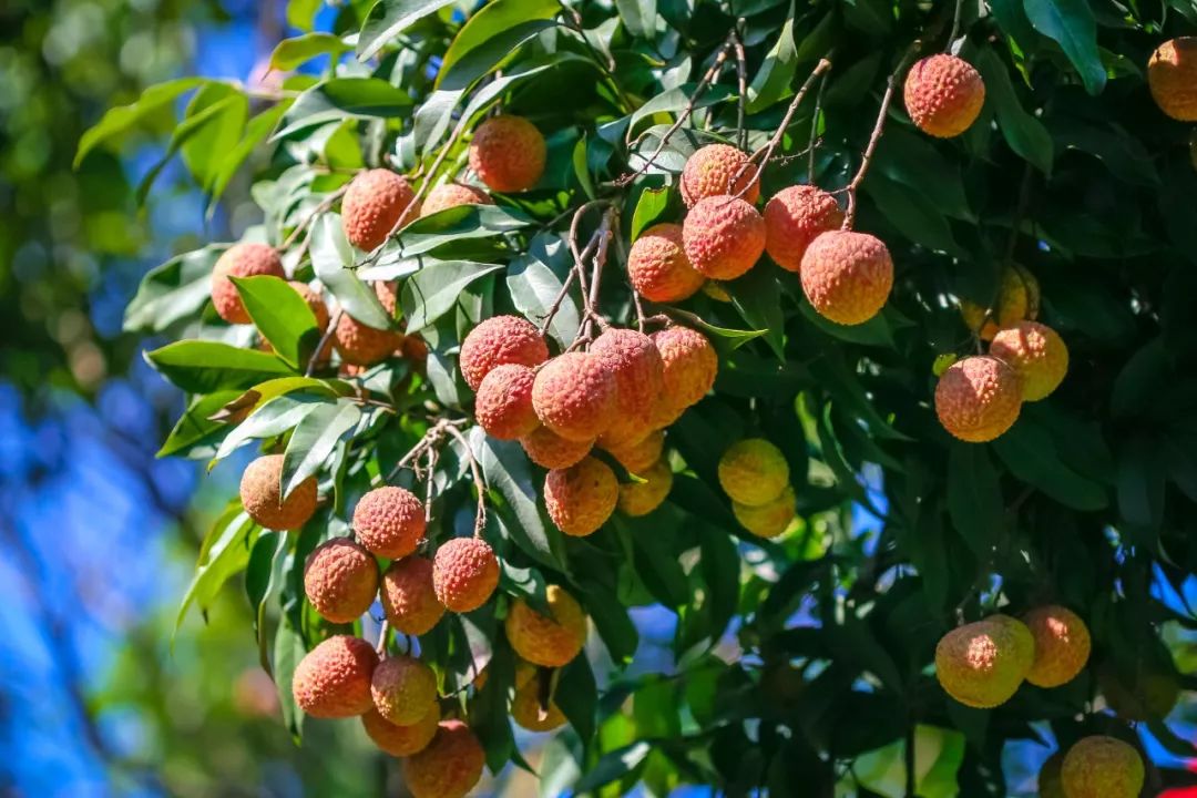 福建漳州为什么今年这么冷,福建漳州为什么老是半夜零点左右放鞭炮