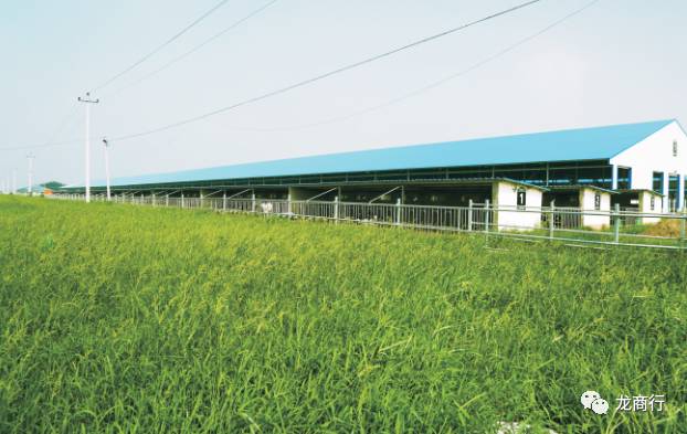 总第14期「2017.07.25」［全网10万+］养一头有情怀的牛，奉献一杯有品质的奶