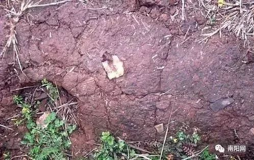 南阳一地入选全国试点,中国骄傲最新消息