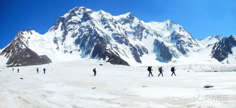博格达雪莲,博格达天山雪莲