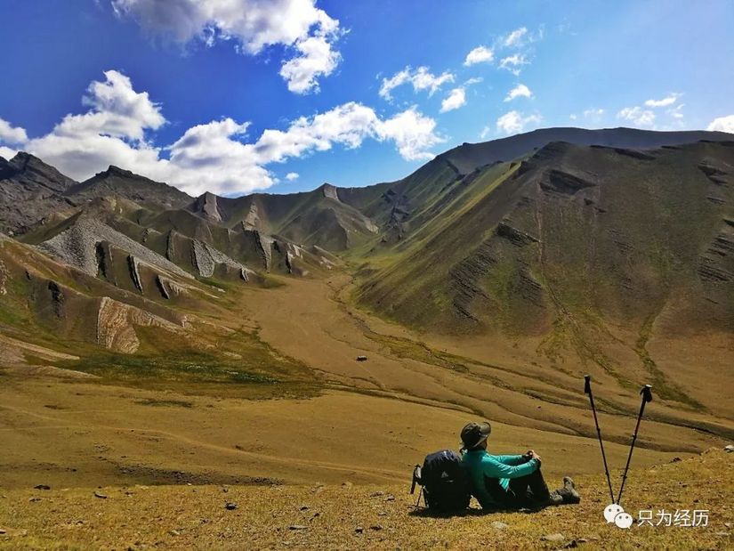 博格达雪莲,博格达天山雪莲