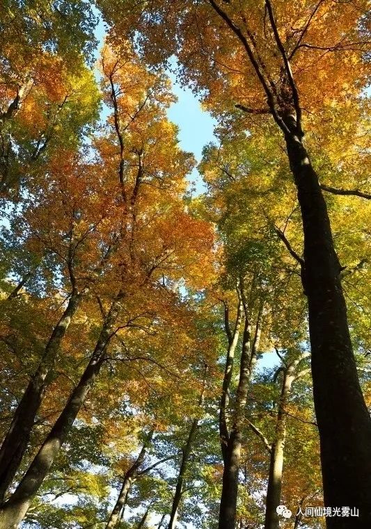 秋天的川西彩林,川西彩林最佳观赏地点