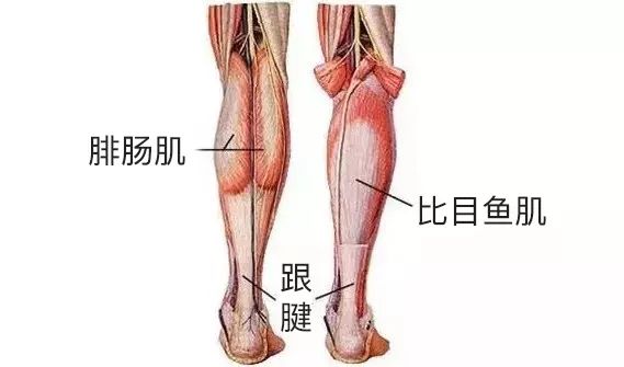 想要腿粗该练哪块肌肉,为什么腿比男朋友还粗