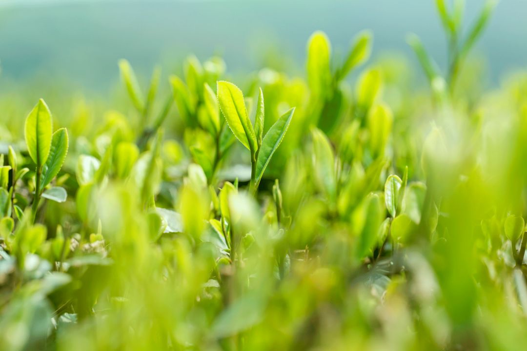 无奋斗不青春古诗,激励大学生奋斗的古诗词