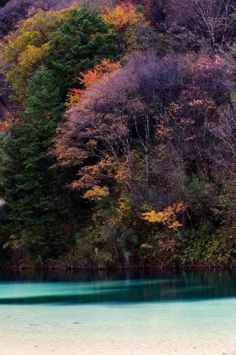 最美川西看彩林推荐地,美哭了这才是虹口秋天最美的地方