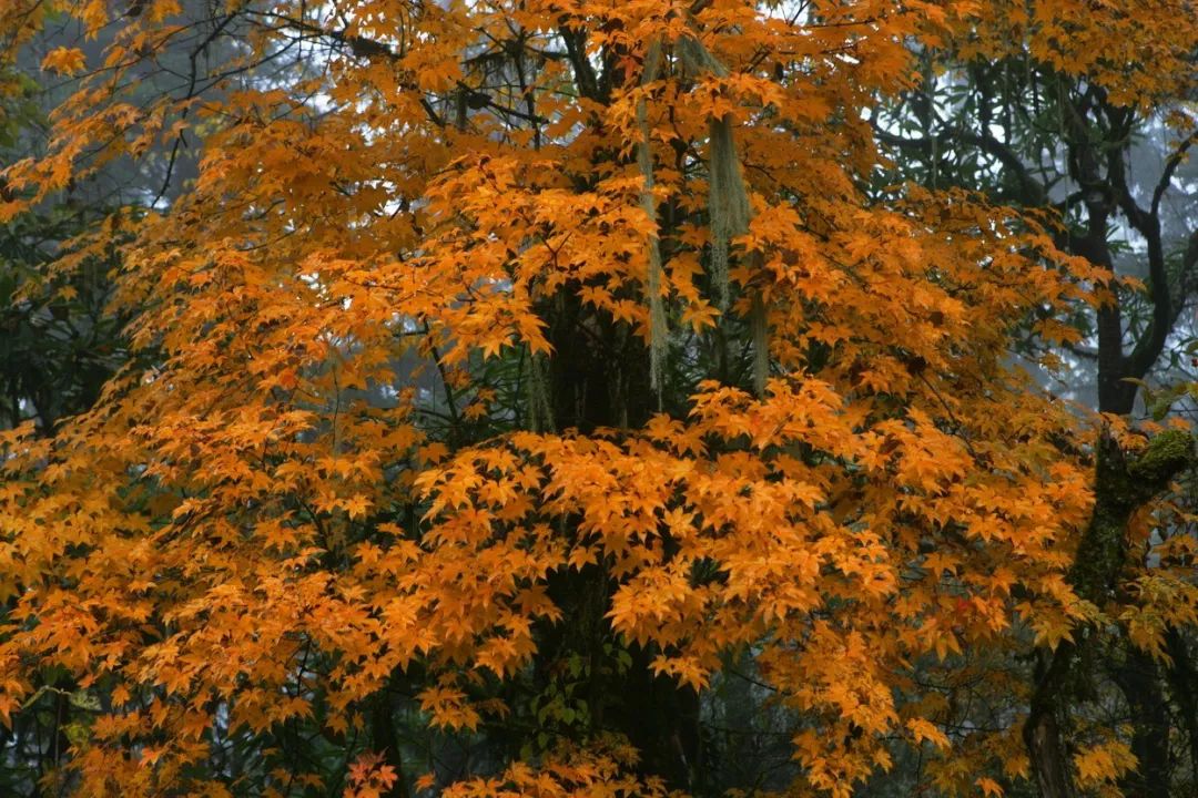 秋天的川西彩林,川西彩林最佳观赏地点
