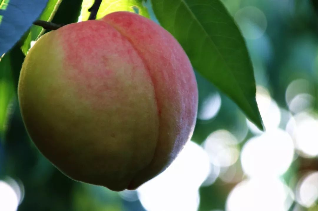 这桃子真甜,比金秋红蜜还好吃的桃子