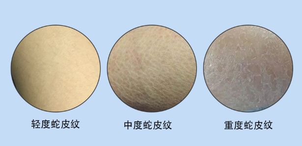 中二女律师爱上小狼狗，年下恋CP*党**高甜出击