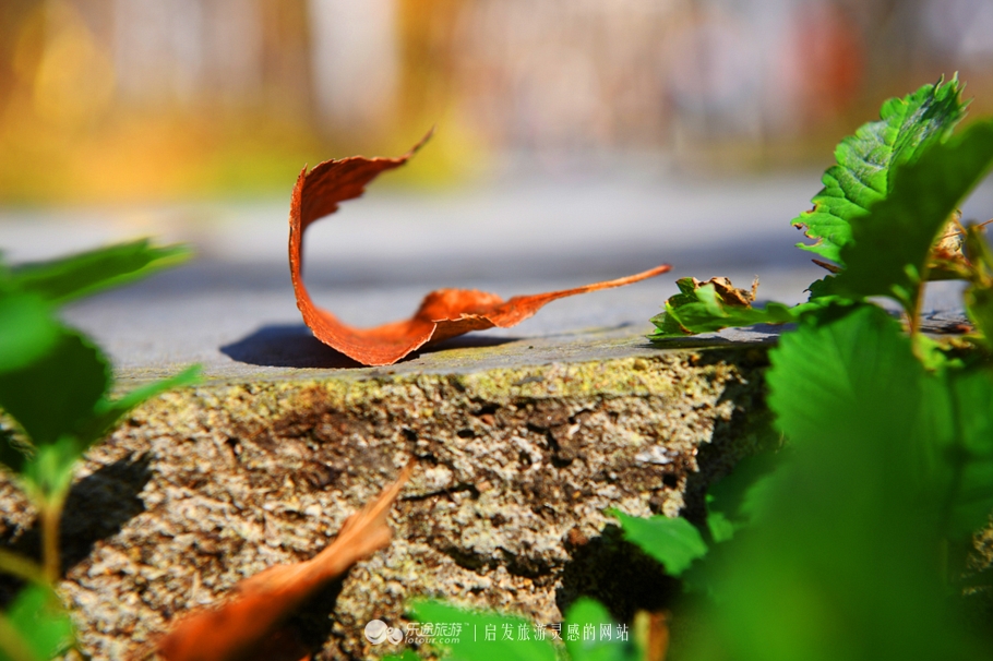 落英缤纷指的是哪个季节,落英缤纷是美景吗
