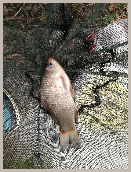 第一天打窝没口第二天还要打窝吗,第一天打窝第二天钓