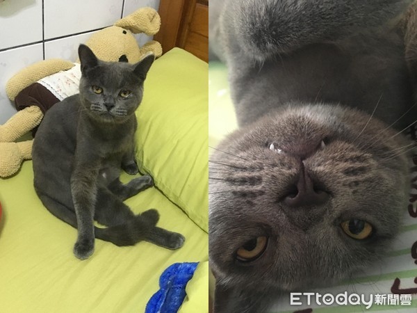 奥客猫半夜“按铃哀号”讨宵夜吃