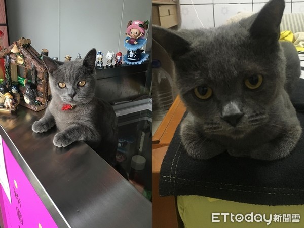 奥客猫半夜“按铃哀号”讨宵夜吃