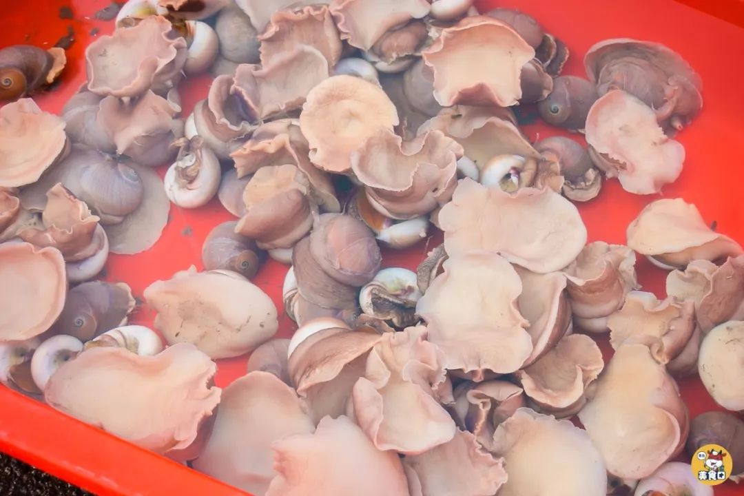 小港码头有蛏子吗,小港码头吃海鲜俱乐部电话