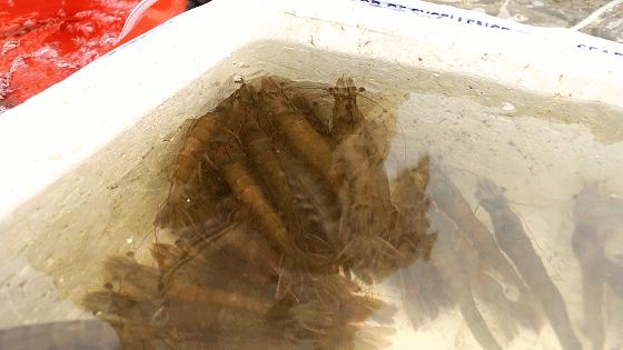 小港码头有蛏子吗,小港码头吃海鲜俱乐部电话