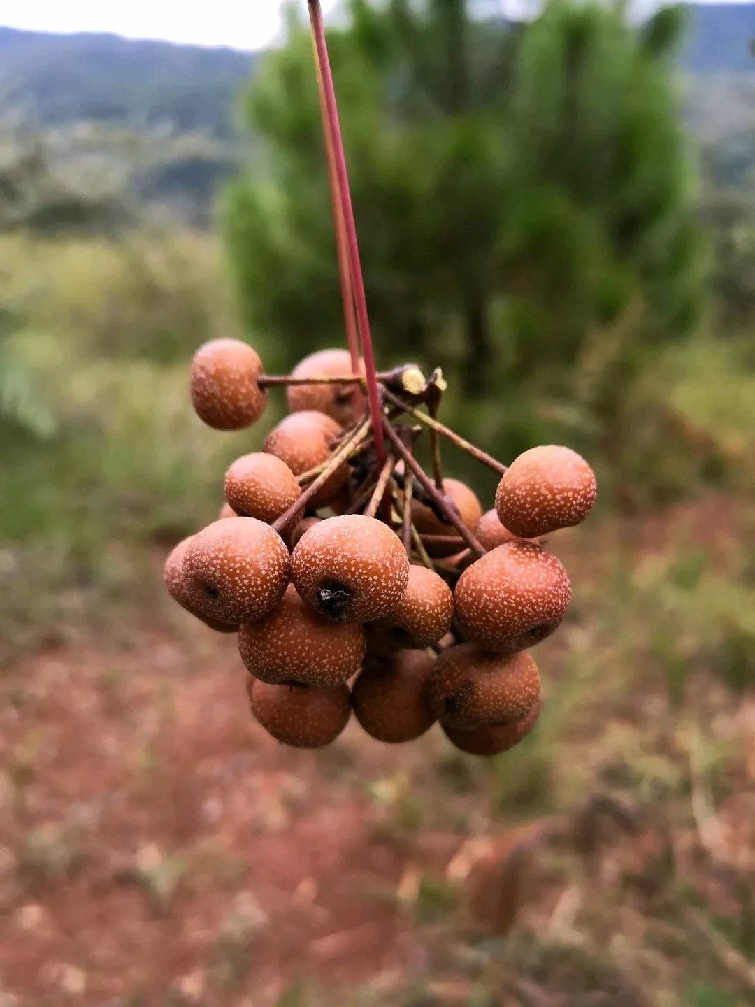 桂林特产野生果,广西桂林冬天山上的野果