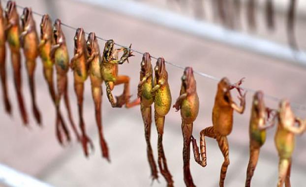 国内最贵的6种食材，家里有矿才吃过，网友：只能远观