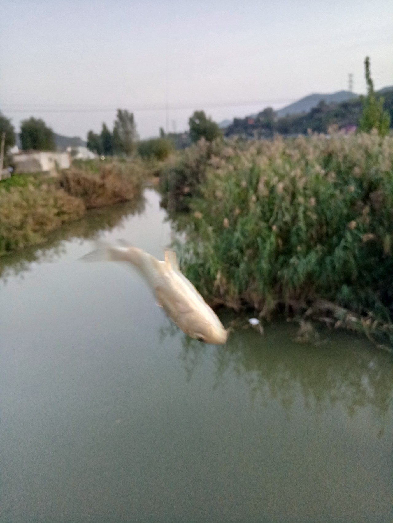 好久没有钓鱼了怎么钓,钓鱼半天没口就怀疑没调好漂