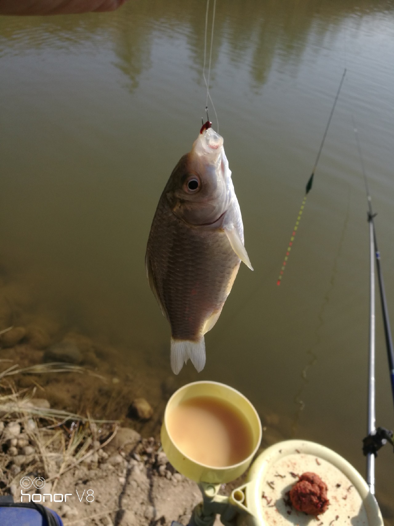 初春野河钓小杂鱼,野钓避杂鱼
