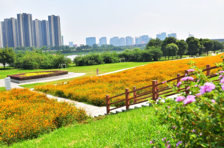 满城尽带黄金甲！在佛山，就能感受秋日童话的浪漫