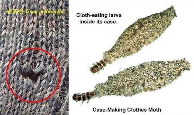 比蟑螂还恶心的的小虫子,专啃衣服,赶紧看看你家有没有!