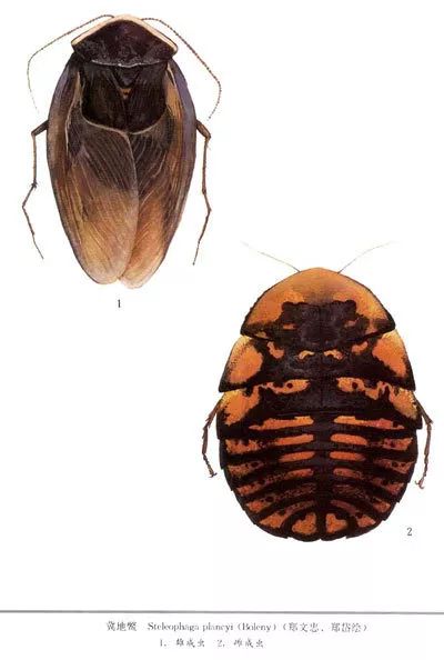 蟑螂喜欢酒精,蟑螂喜欢喝酒