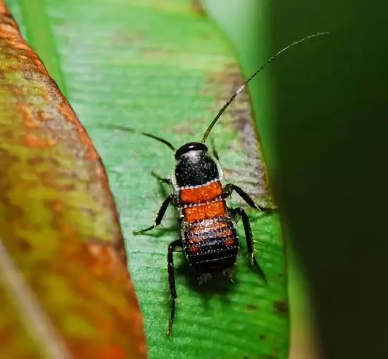 蟑螂喜欢酒精,蟑螂喜欢喝酒