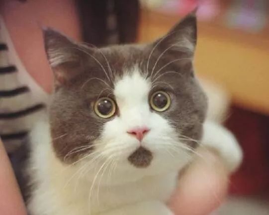 男子用两个平台抢春运火车票，花了两份钱，竟然买了同一个座