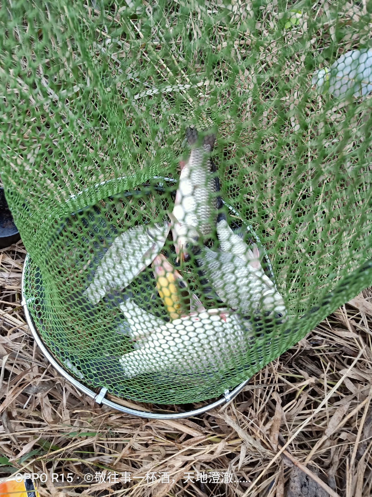 征服喝酒唱歌老三样,征服老三样片段